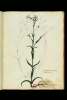  Fol. 44 

Caryophillos palustris odoratus
flore roseo diluto [, 44]
